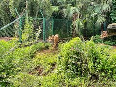 -海南热带野生动植物园