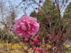 -石家庄市植物园
