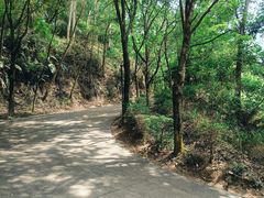 -中山市树木园
