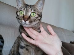 -宠颐生猫科·内科皮肤科(西平世纪城店)