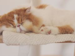 -More Fun猫咖 二十只万元加菲主题