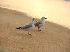 -海云台海滩