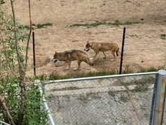 -青藏高原野生动物园