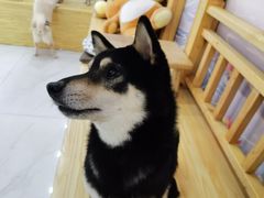 -柴源莊·柴小宠柴犬咖啡