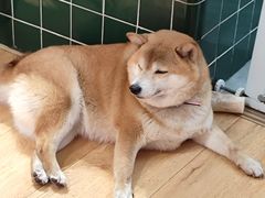 -是阿柴呀！柴犬咖啡·爱喵喵猫咖