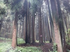 -武陵山森林公园