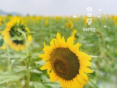 -光明小镇欢乐田园