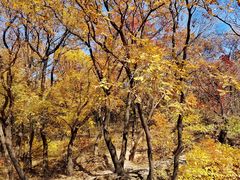 -北京西山国家森林公园