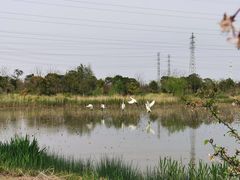 -上海长兴岛郊野公园