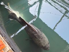 -蓝湾碧波·老字号·疍家非遗海上餐厅