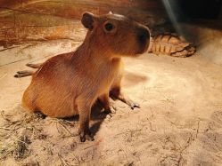 -Zoolung Zoolung动物主题公园(海信广场店)