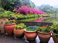 -深圳仙湖植物园