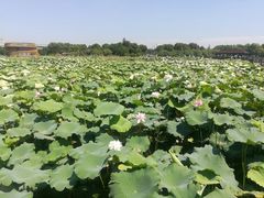 -荷塘月色湿地公园·向阳花洲