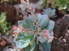 -上海辰山植物园