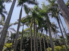 -中国科学院西双版纳热带植物园