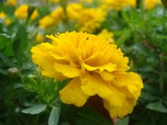 DSC03530-广州市流溪河国家森林公园