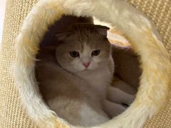 -藏猫猫咖啡主题馆(中央大道店)