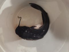 -拿渡·水煮鱼麻辣香锅(王府井奥莱·香江小镇店)