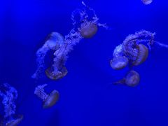 -北海海底世界