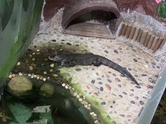 -上海大自然野生昆虫馆(东方明珠·爬宠昆虫探索中心)