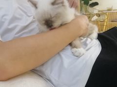 -喵zoo家庭繁育猫舍(尖东智能花园店)