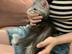 -袖虎·猫馆(体育西路店)