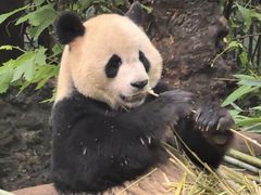 -都江堰中华大熊猫苑