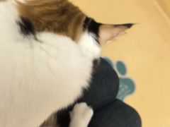 -瑞派天宁宠物医院·猫科·异宠中心