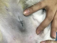 -芭比堂动物医院广州顽皮分院