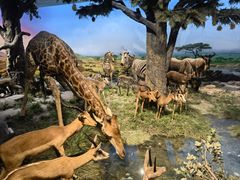 -国家自然博物馆