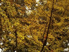 -三里屯东五街银杏大道