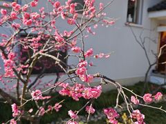 -无锡梅园公园
