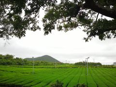 -雪绿茶博物馆