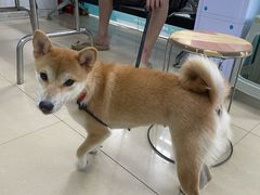 -瑞派动物医院·猫专科·至诚(江南中分院)