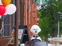 -超宠爱宠物摄影-Super pet