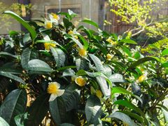 -凤凰山斑鱼馆(恭城店)