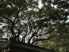 -普陀山风景名胜区-法雨禅寺
