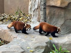 -北京野生动物园