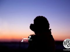 -超宠爱宠物摄影-Super pet