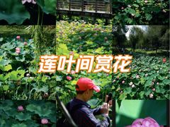 -沐仙湖湿地公园