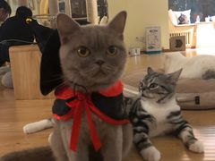 -猫和宫(六道口店)