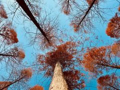 -黄海国家森林公园