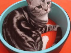 -纳吉亚猫专科动物诊疗中心(蒋宅口分院)