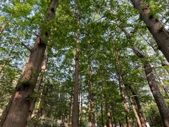 -白水寺森林公园