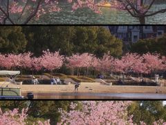 -新江湾城公园