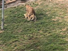-西霞口神雕山野生动物世界