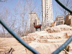 -大连森林动物园