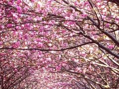 -高东镇樱花园