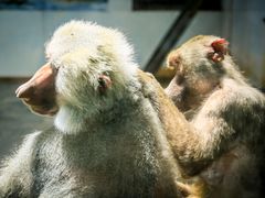 -西安秦岭野生动物园