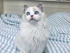 -Bastet sally猫舍购宠(静安店)